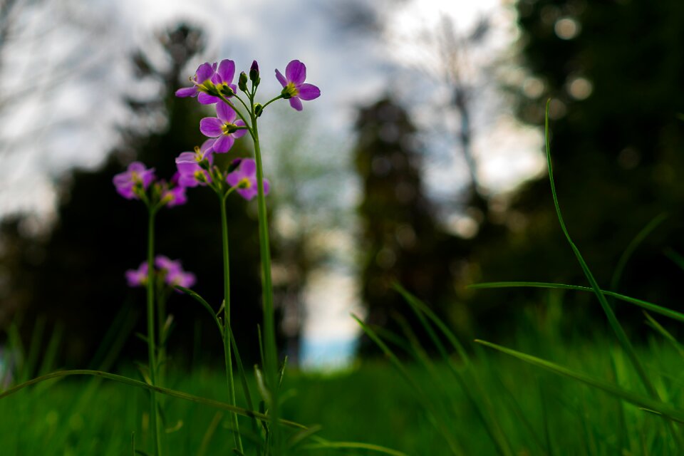 Plant meadow growth