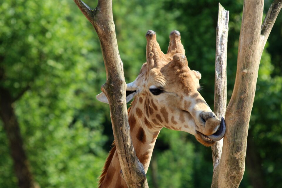 Zoo planckendael mammal