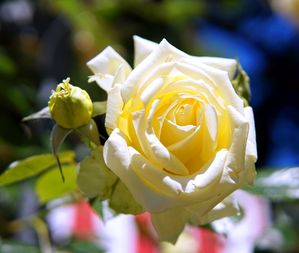 Blossom bloom rose bloom