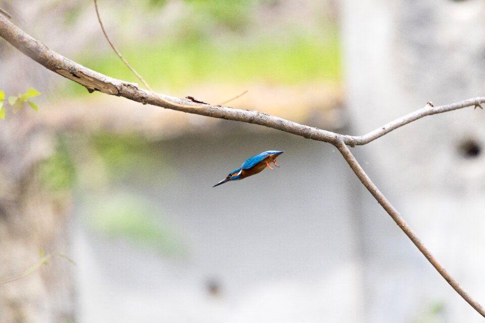 Beautiful beautiful kingfisher beauty