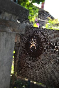 Arachnid webs gray web photo