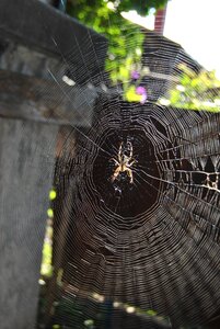 Arachnid webs gray web