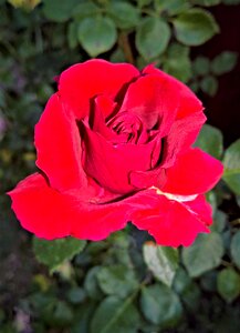 Rosenstock garden nature