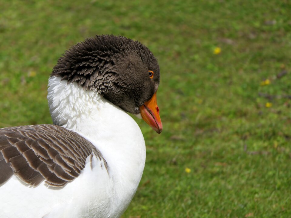 Animal look beak