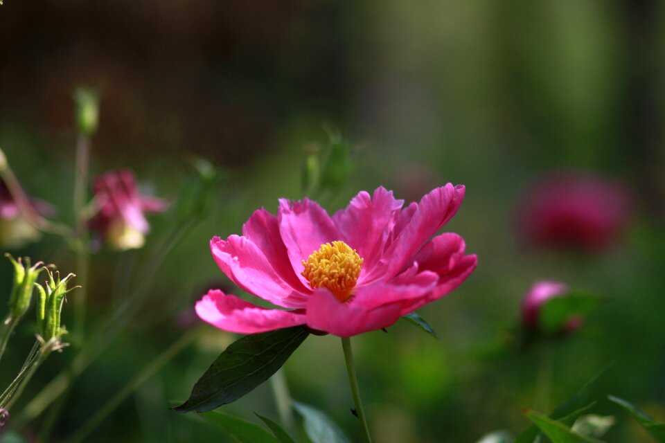 Garden leaf flower garden
