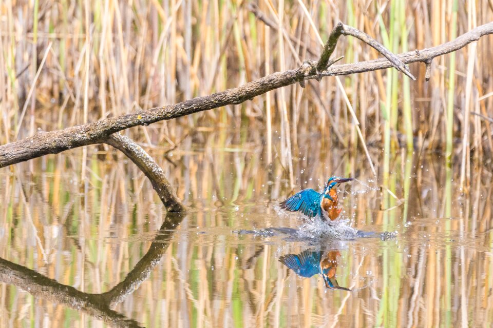 Beautiful beautiful kingfisher beauty