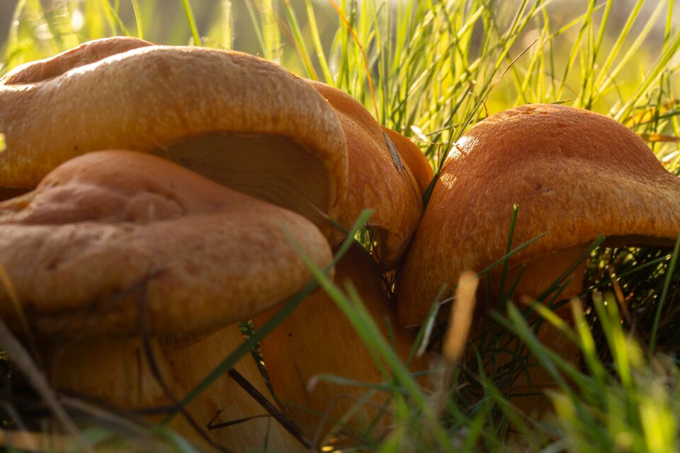 Mushroom brown meadow