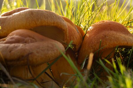 Mushroom brown meadow