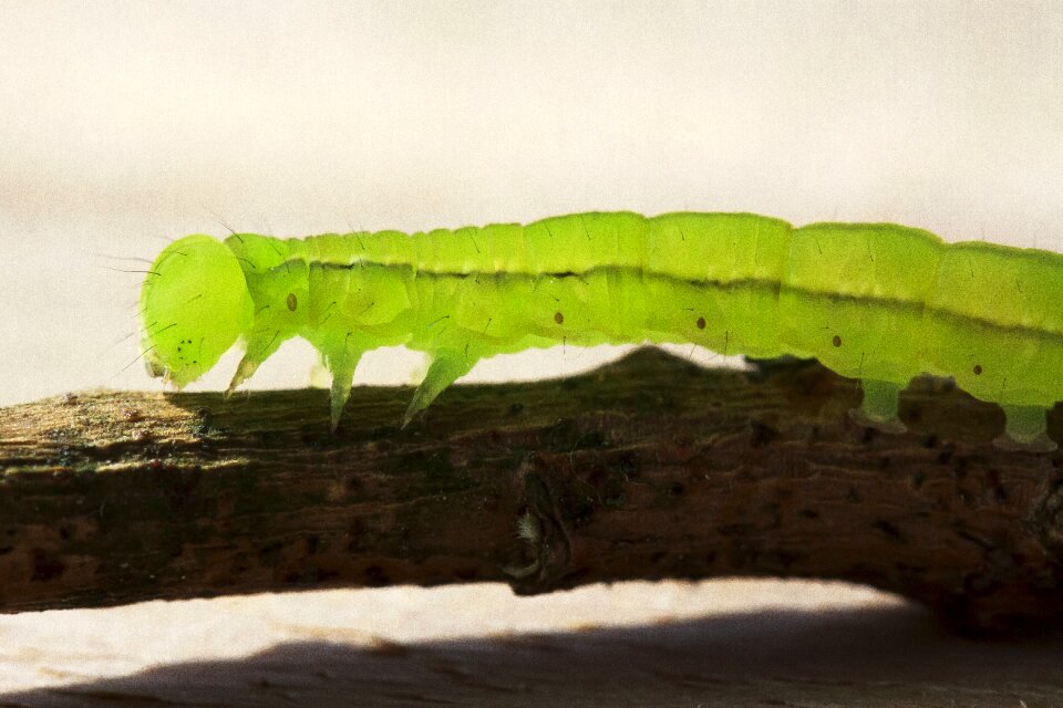 Close up nature green