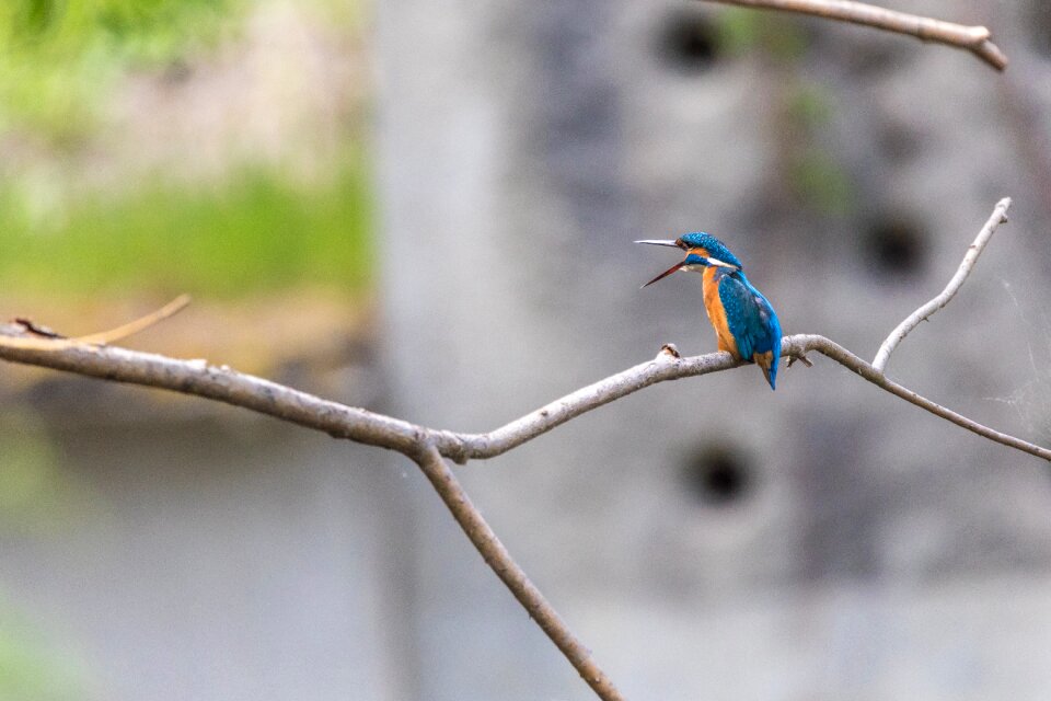 Beautiful beautiful kingfisher beauty
