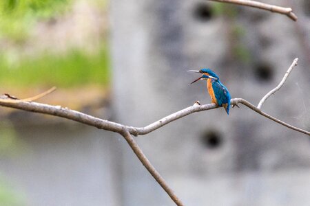 Beautiful beautiful kingfisher beauty