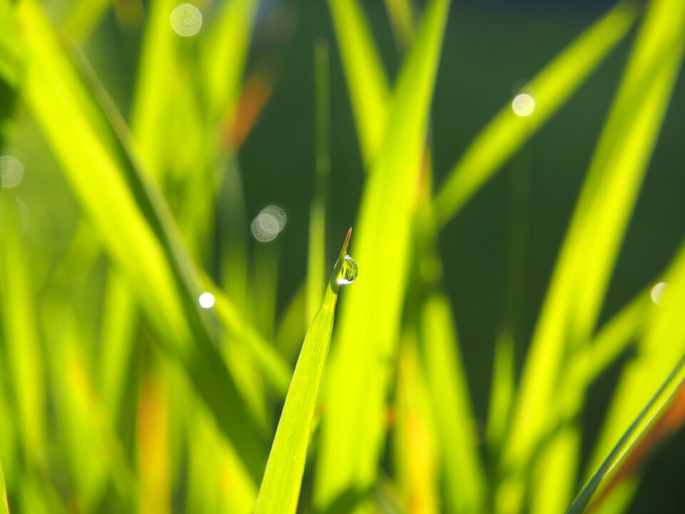 Morning nature grasses