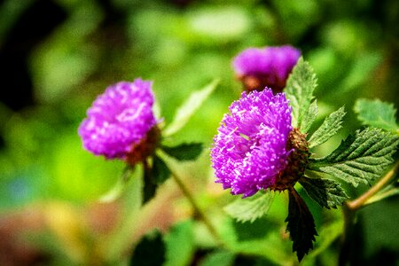 Medicinal purple flower photo