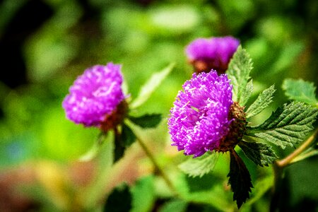 Medicinal purple flower