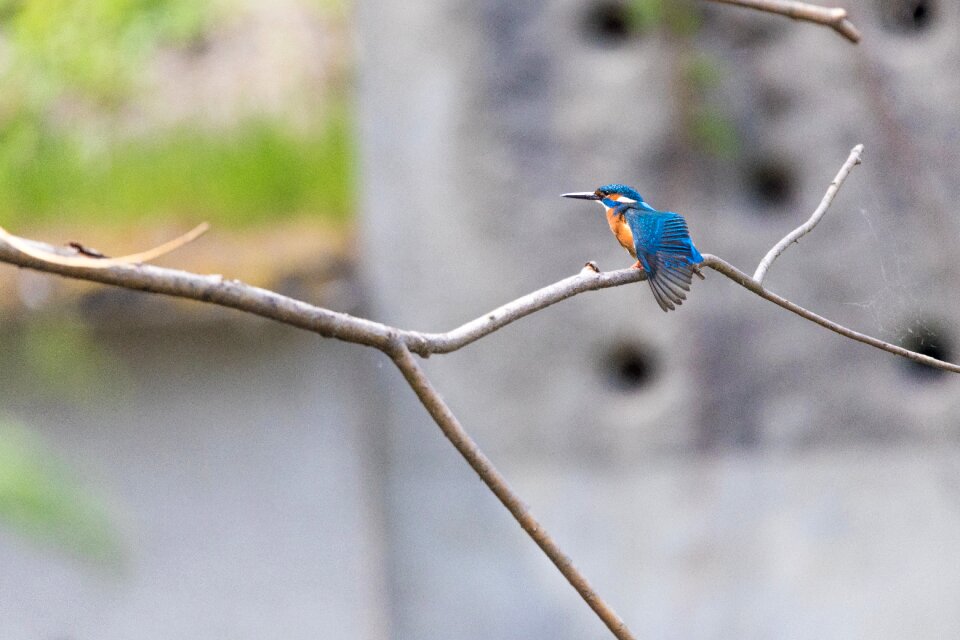 Beautiful beautiful kingfisher beauty