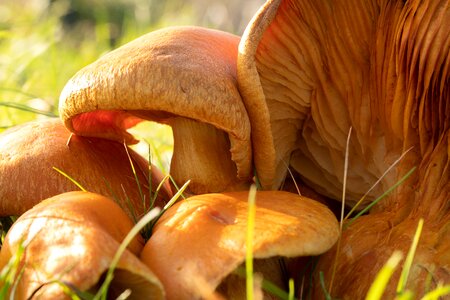 Mushroom brown meadow