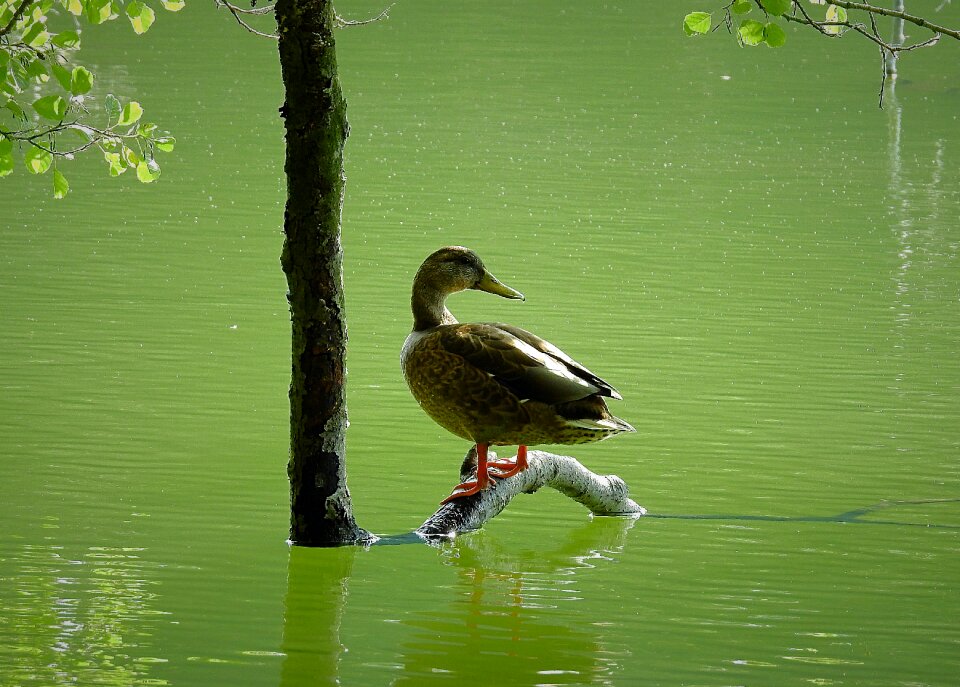 Lake bird nature