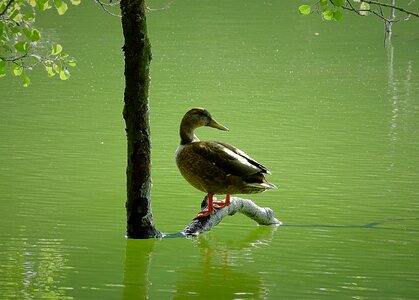 Lake bird nature