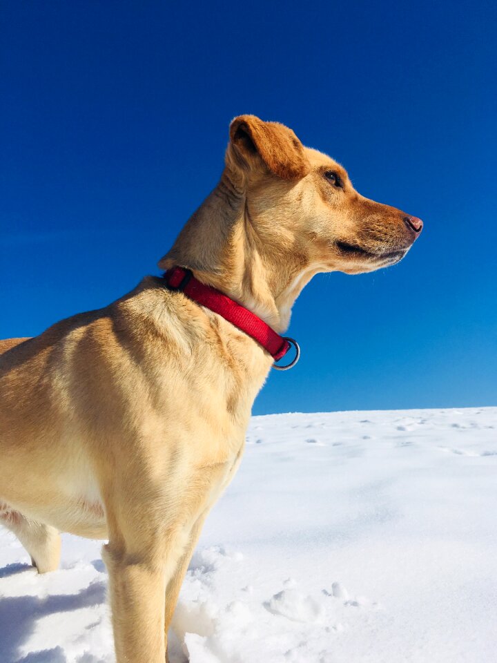 Snow blue sky sunny