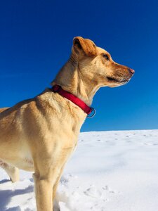 Snow blue sky sunny photo