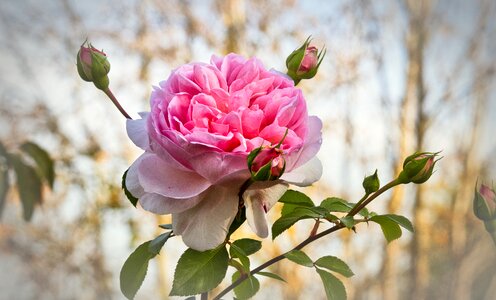 Love rose bloom beauty photo