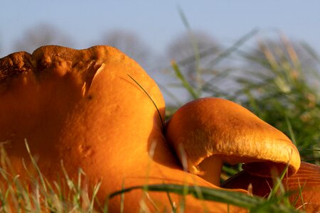 Mushroom brown meadow
