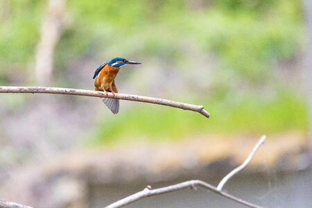 Beautiful beautiful kingfisher beauty