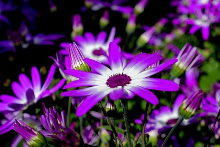 Plant nature flora