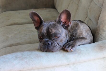 Cute charming purebred
