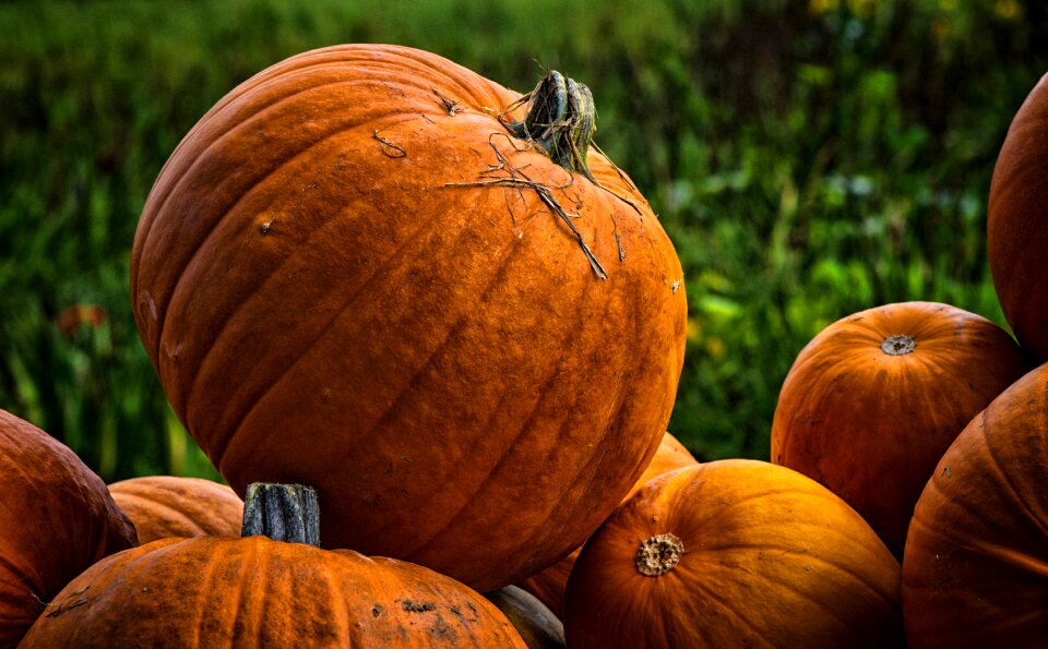 Decorative squashes harvest orange