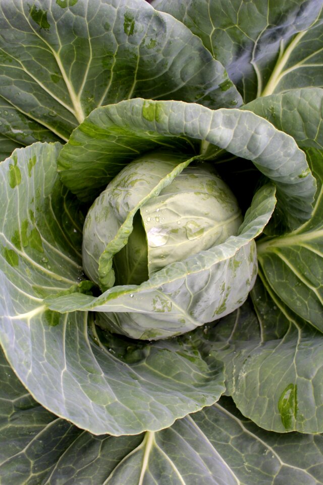 Leaves garden kitchen garden
