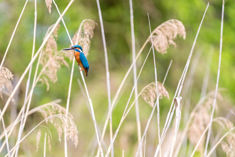 Beautiful beautiful kingfisher beauty