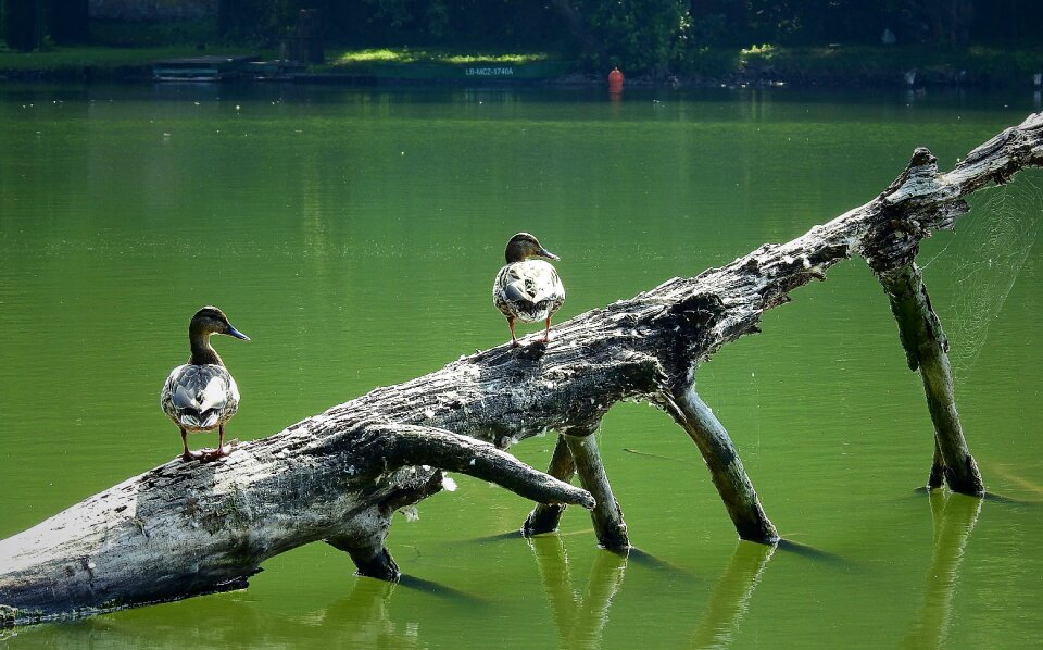 Tree nature landscape