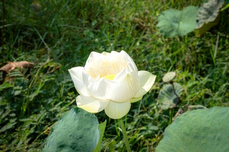 Summer green plant