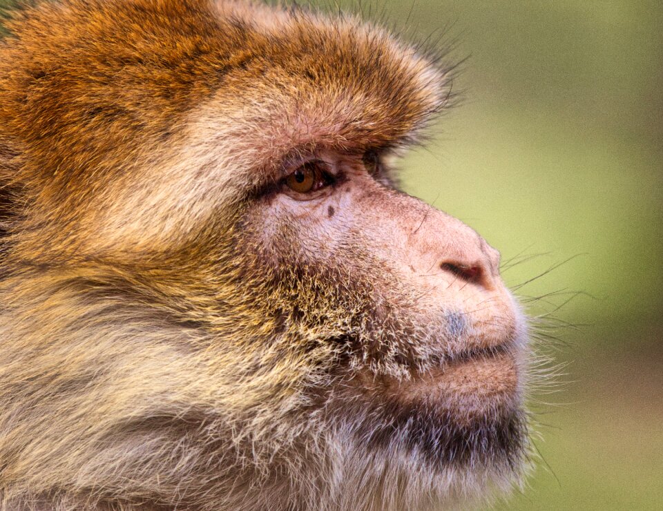 Animal mammal primates