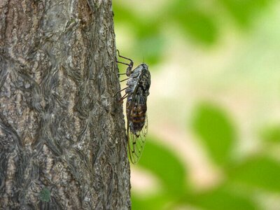 Bug animal tree