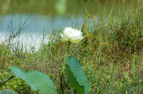 Summer green plant