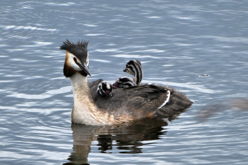 Grebe feathers moederzorg