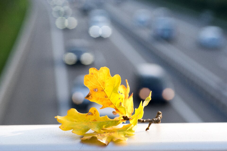 Autumn leaf vehicles pkw