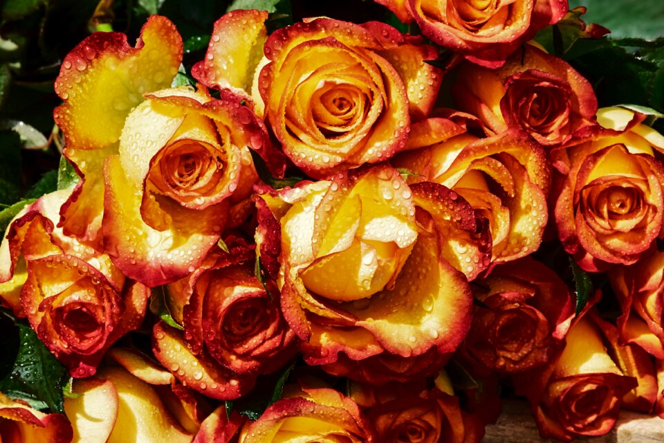 Bi color raindrop bouquet of roses