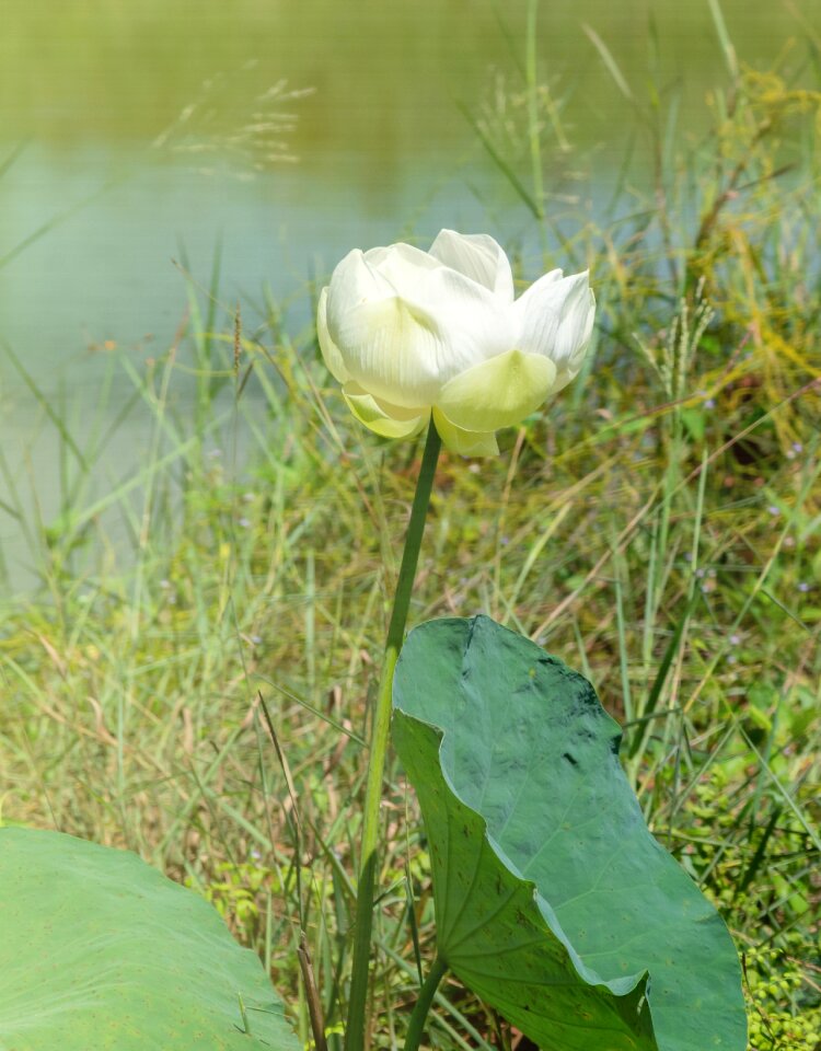 Summer green plant