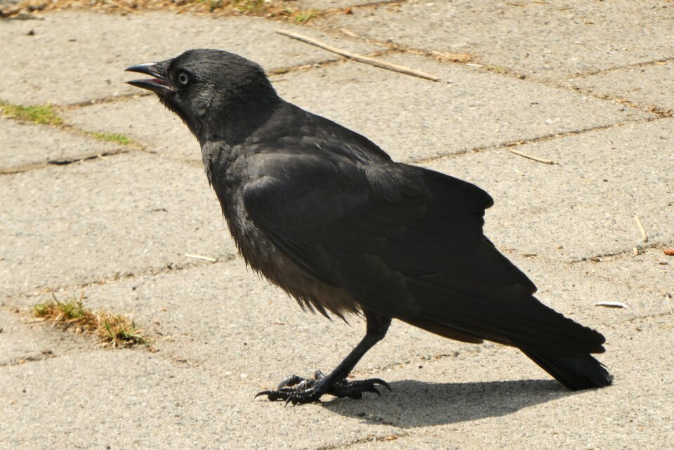 Feather dark black