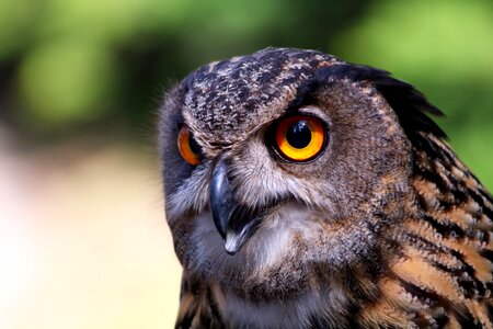 Beak feather owl