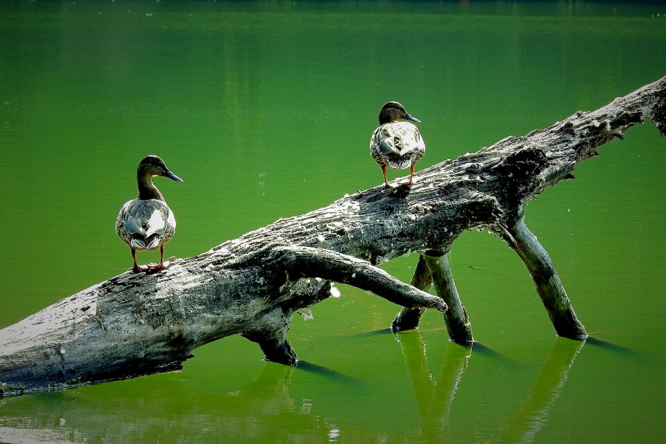 Przewalone tree figure birds