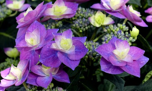 Bloom summer violet photo