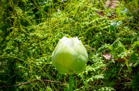 Summer green plant