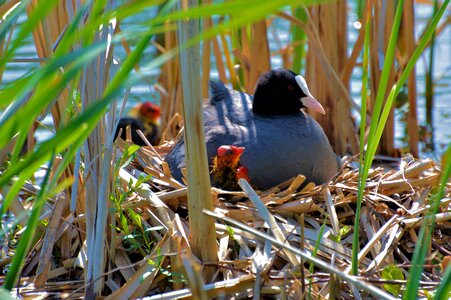 Nature chicks water bird