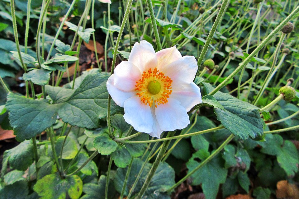 Japanese windbloem vegetable bloom