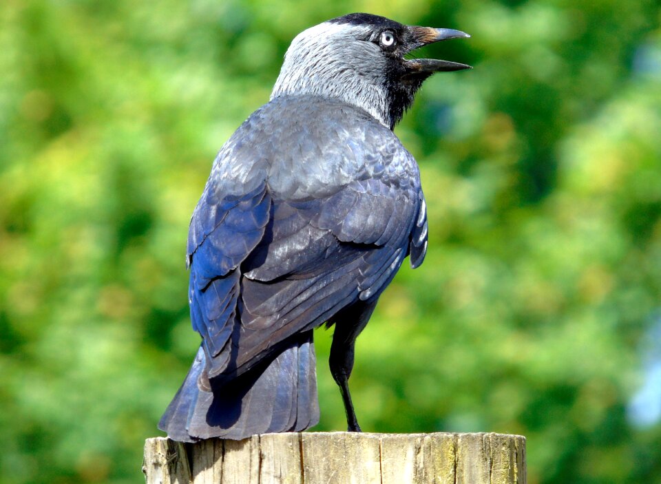 Animal nature wildlife