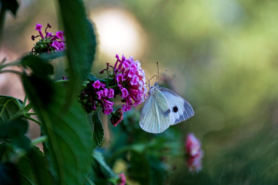 White lantana colors